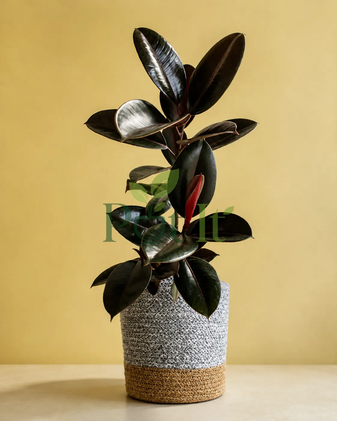 Black Rubber Plant with glossy dark burgundy leaves and red new growth displayed in a decorative woven planter.