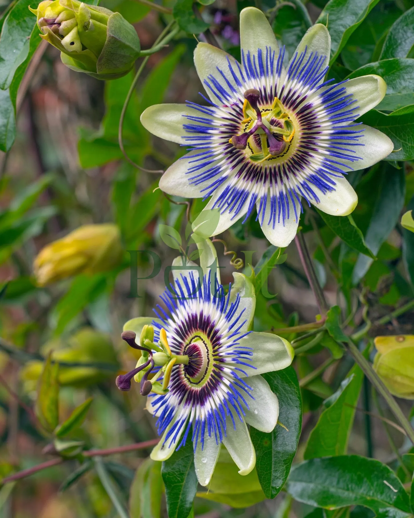 Two exotic blue and white Passion Flower blooms with flower buds growing on a healthy Passiflora caerulea climbing vine