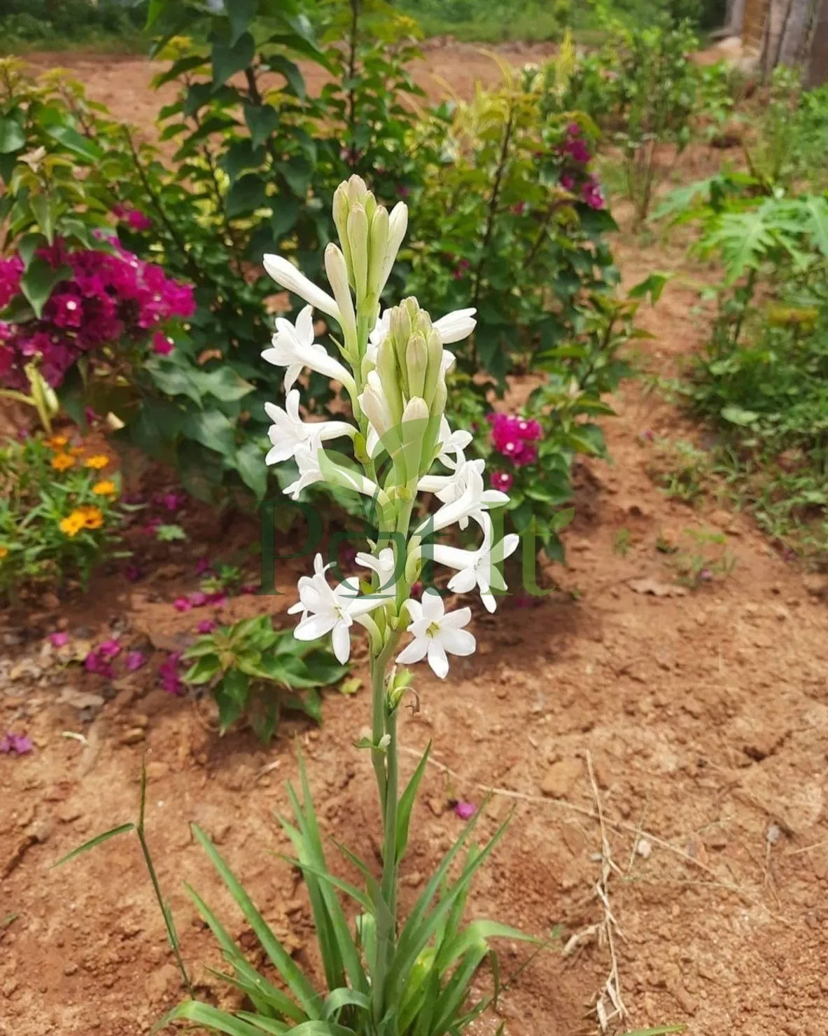 White tuberose flower spike blooming in a home garden landscape