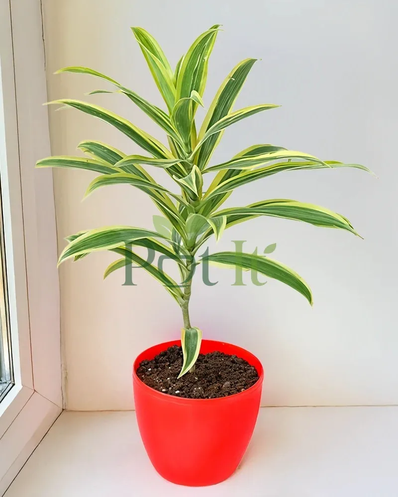 Young Dracaena Song of India plant with green and yellow variegated leaves growing in a red pot indoors