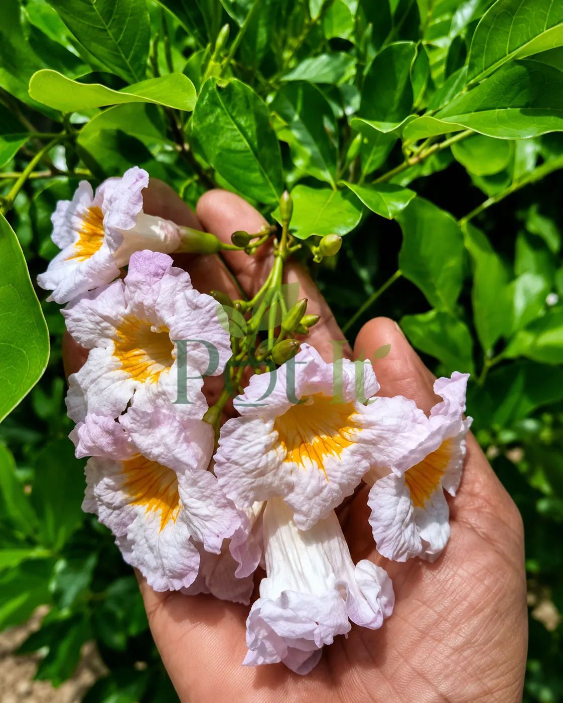 Close-up of fragrant Tree Jasmine flowers with pale pink-white trumpet-shaped petals and yellow throats against green foliage.