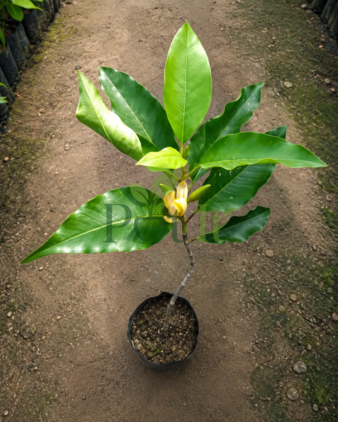 Young Golden Champaca plant with flower bud and glossy green leaves growing in nursery pot