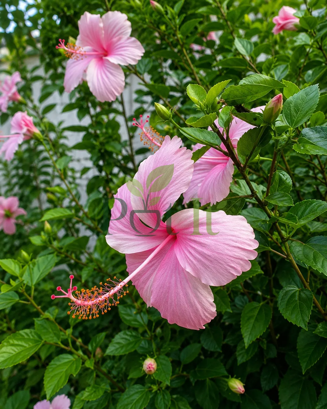 Close-up of soft pink hibiscus flowers with green foliage and flower buds in a garden setting