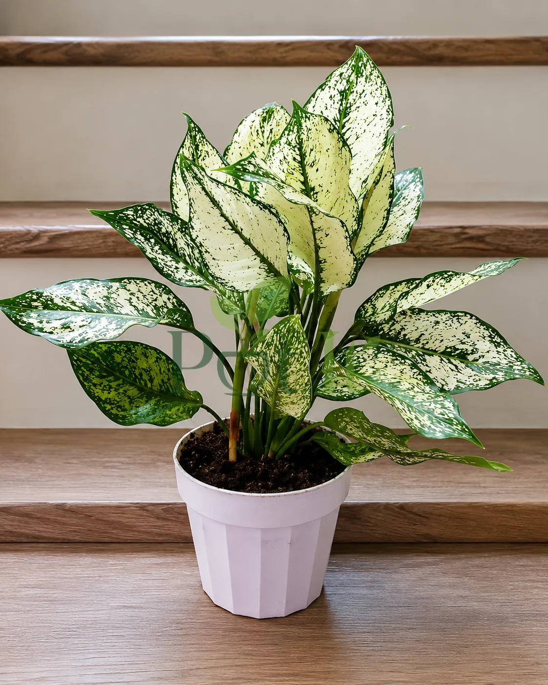 Aglaonema Snow White indoor plant with white and green variegated foliage in a white pot
