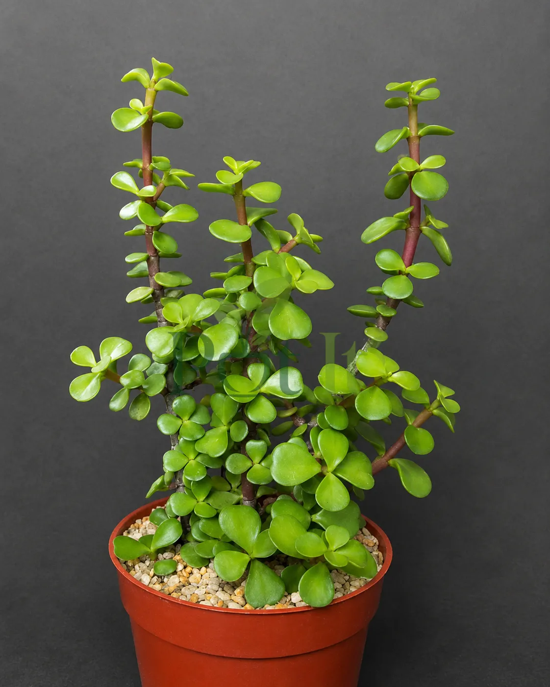 Dwarf Jade Plant (Portulacaria afra) with thick succulent leaves and branching stems growing in a nursery pot.