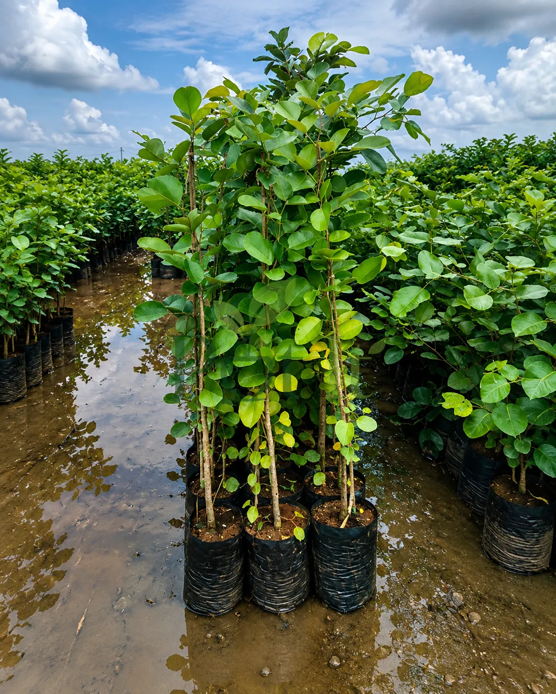 Group of healthy Indian Red Sandalwood saplings growing in nursery polybags surrounded by Red Sanders plantation stock.