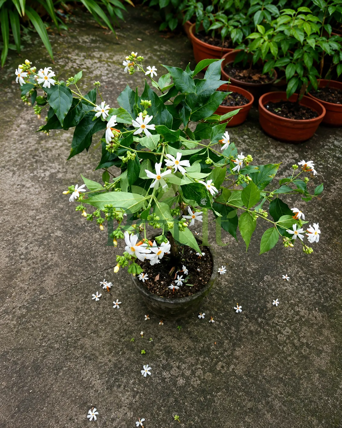 Fully grown All Time Hybrid Shiuli plant covered with fragrant white flowers and buds in a nursery pot.
