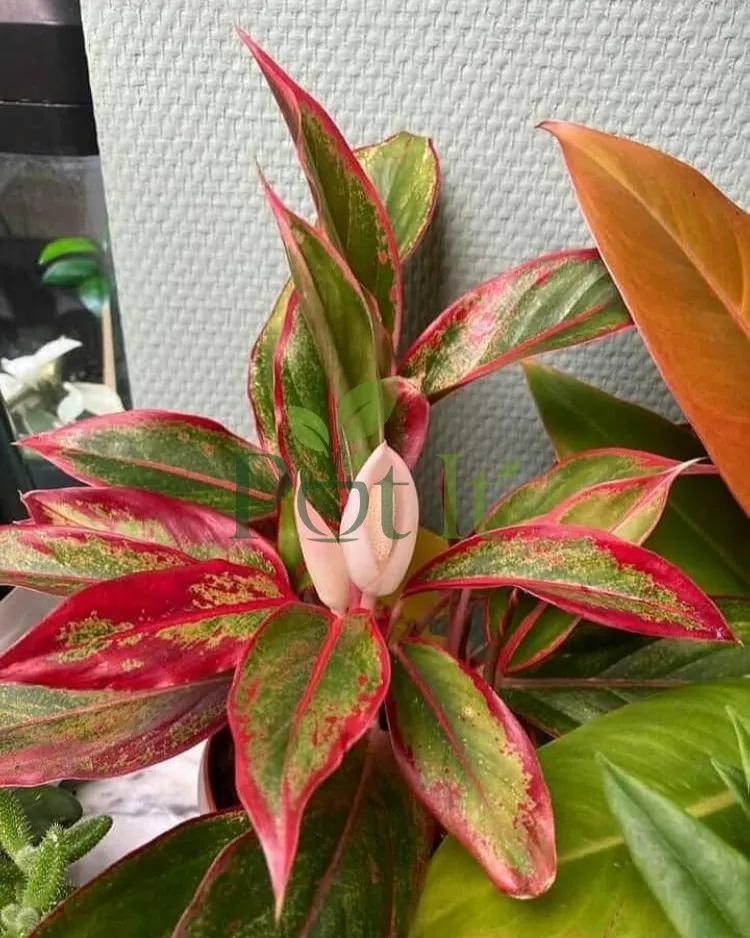 Aglaonema Red Valentine plant with vibrant red-green variegated leaves and a blooming flower indoors