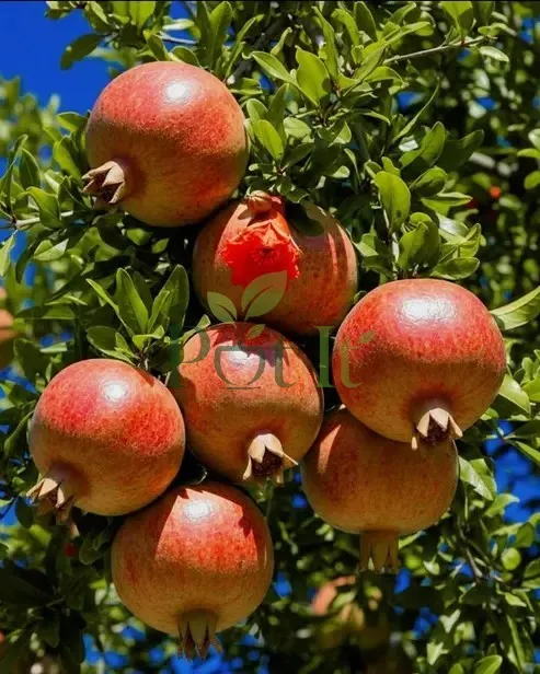 Cluster of ripe red pomegranate fruits hanging on a healthy pomegranate tree branch.