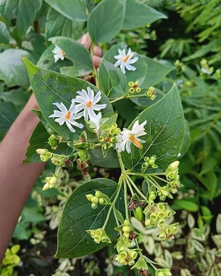 Close-up of Parijat (Harsingar) flowers and buds with white petals, orange centers, and healthy green leaves.