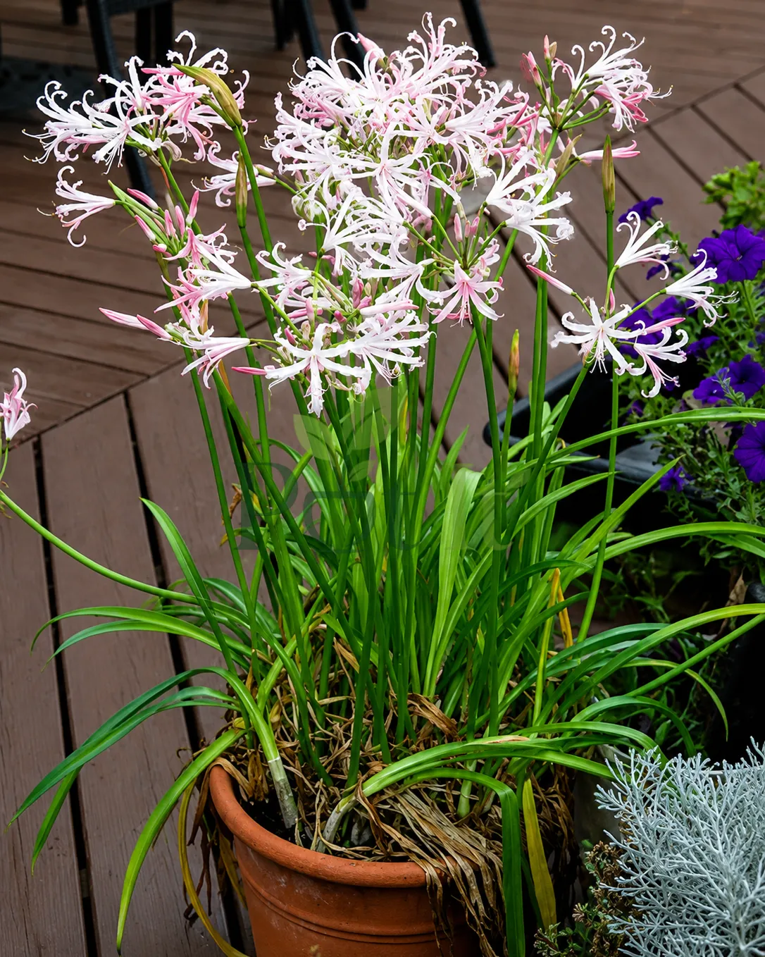 Sprouted Nerine Lily bulbs showing green growth tips