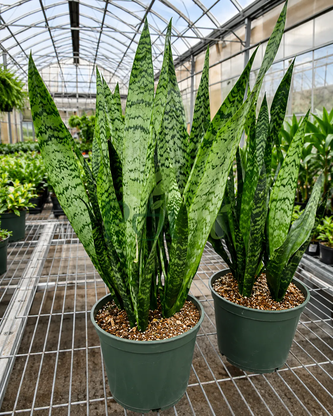 Healthy Snake Plant with upright variegated green leaves growing in a nursery pot inside a greenhouse.