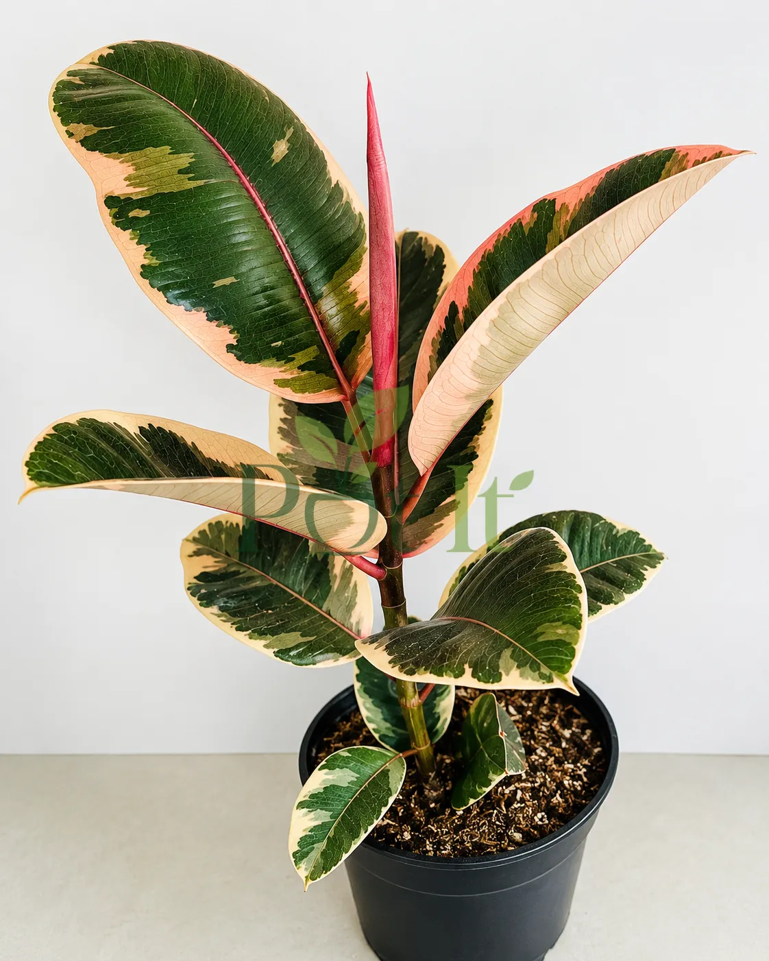 Ficus Elastica Tineke variegated rubber plant with green, cream and pink leaves in a nursery pot