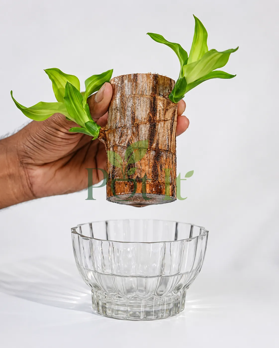 Brazilian Wood (Dracaena fragrans) cane cutting with fresh green shoots above a glass propagation bowl