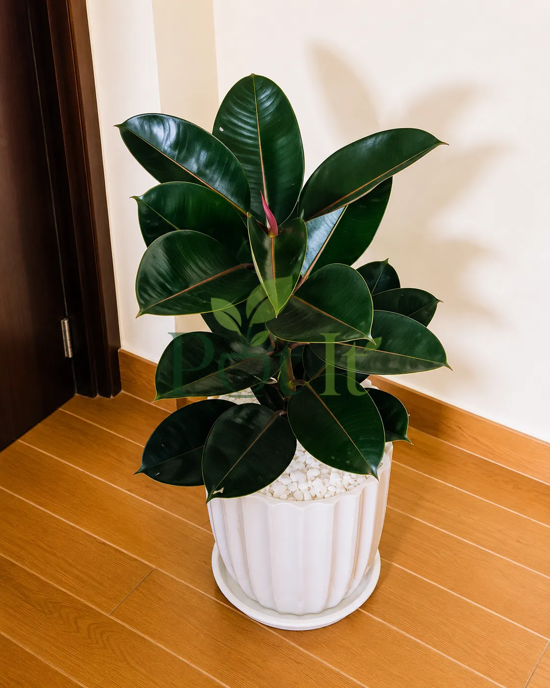 Healthy Black Rubber Plant (Ficus Elastica Burgundy) with glossy dark green leaves in a white decorative pot indoors.