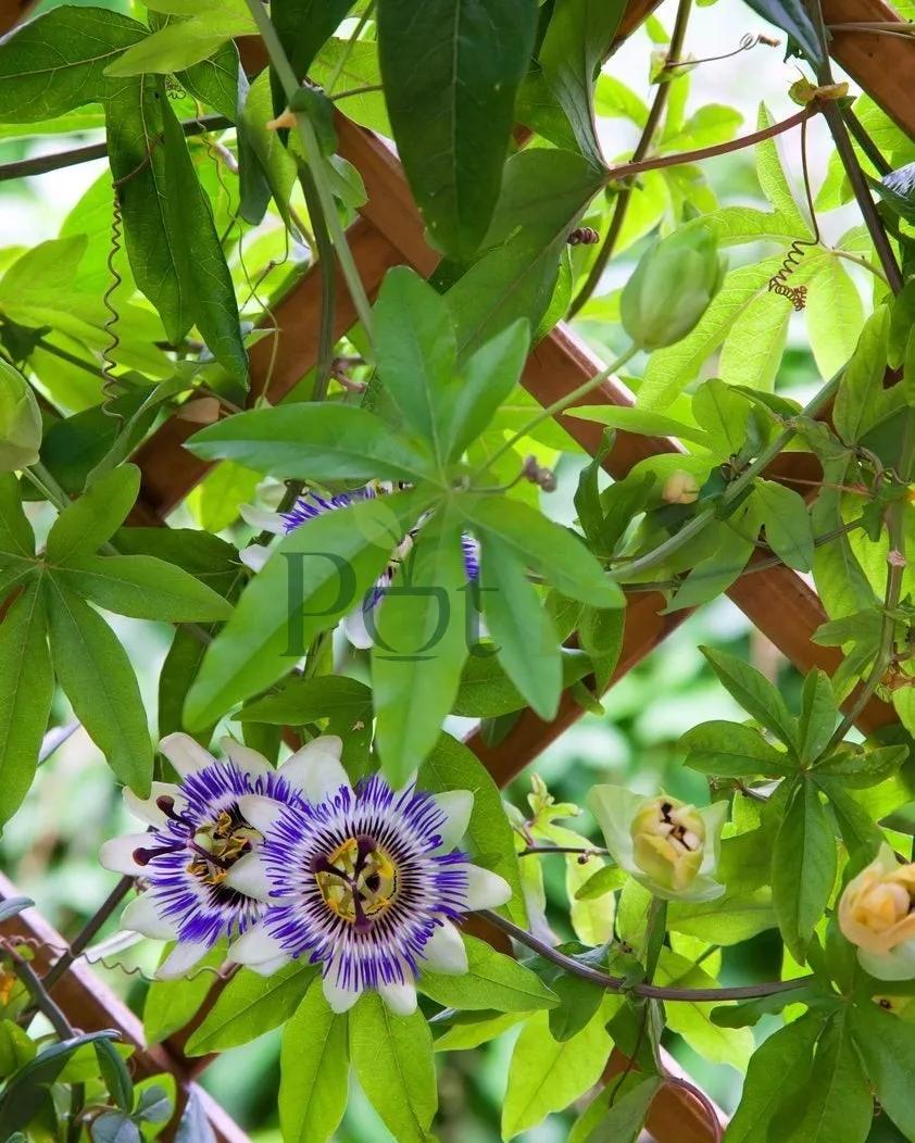 Passion Flower vine growing on a garden trellis with exotic blue and white flowers and lush green foliage