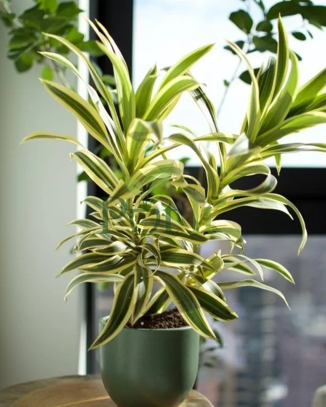 Dracaena Song of India plant with green and yellow variegated foliage growing in a decorative indoor pot near a window