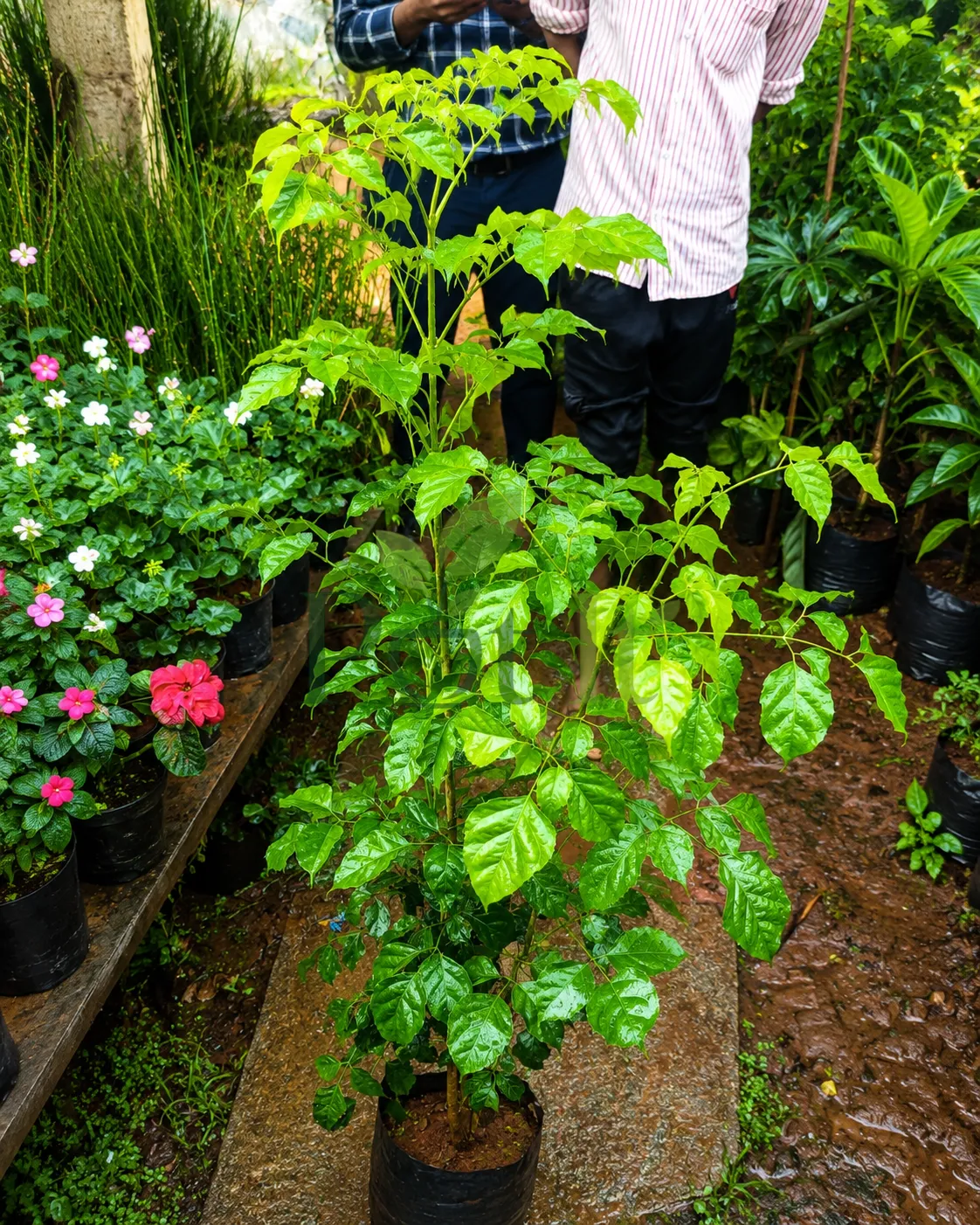 Healthy China Doll plant with lush glossy green leaves growing in a nursery grow bag, ideal for indoor and outdoor landscaping.