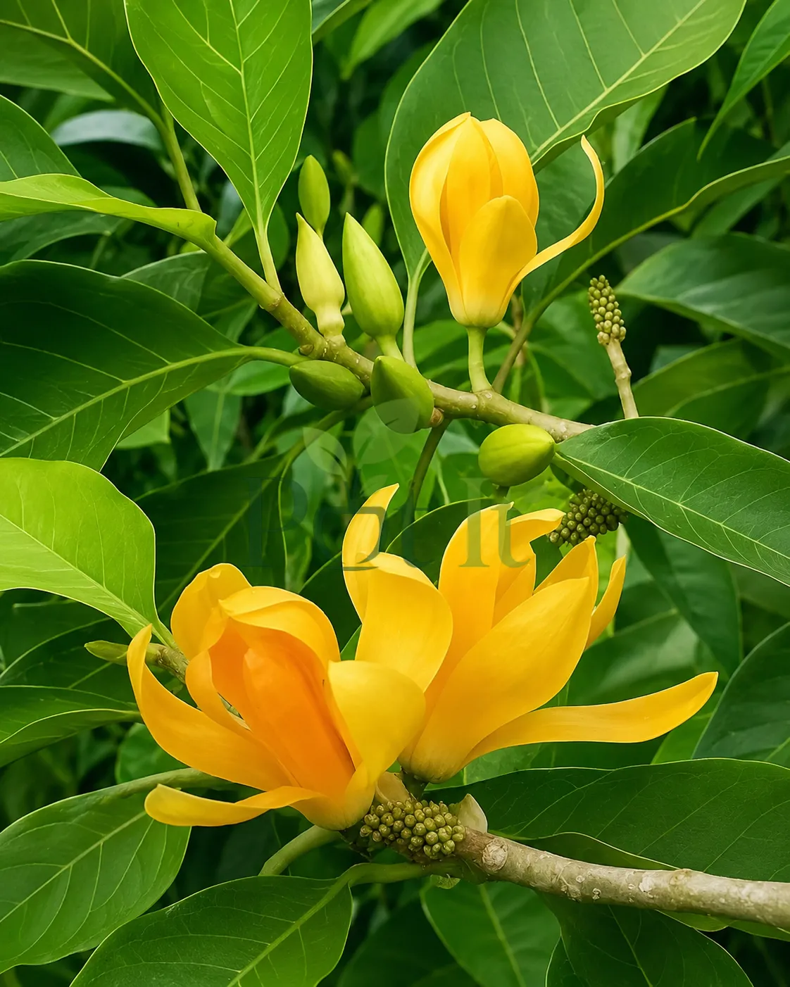 Close-up of fragrant golden yellow Champaca flowers and buds on Magnolia champaca tree