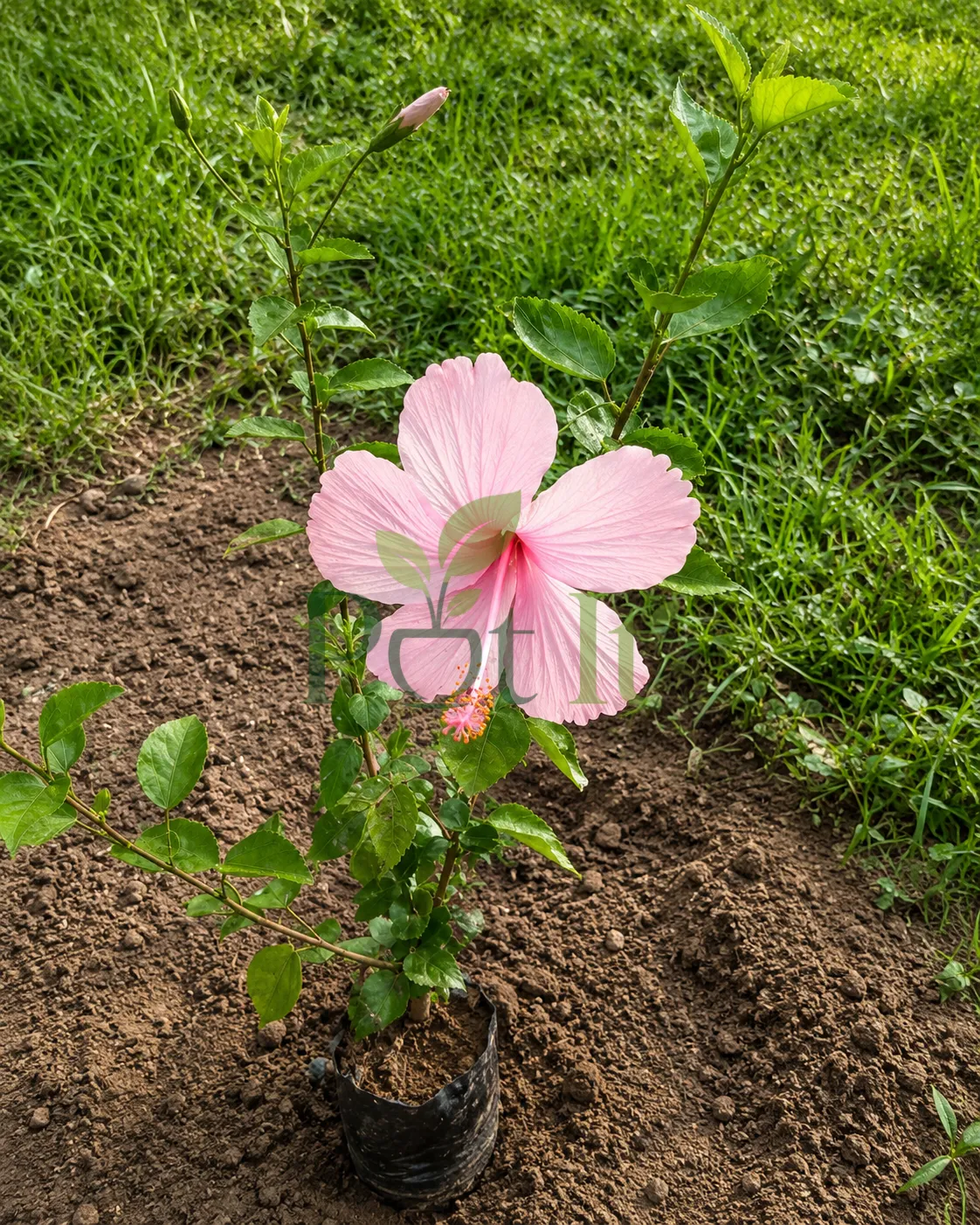 Light pink hibiscus flowering plant in nursery bag with a large bloom and flower buds growing outdoors