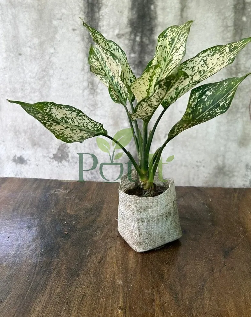 Young Aglaonema Snow White plant with white and green variegated leaves in a grow bag