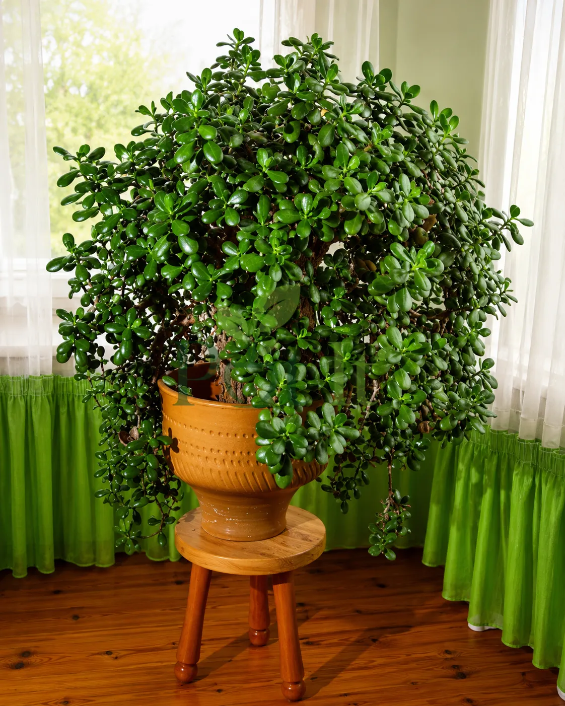 Large mature Dwarf Jade Plant (Portulacaria afra) with cascading branches and dense green foliage growing in a decorative indoor pot.