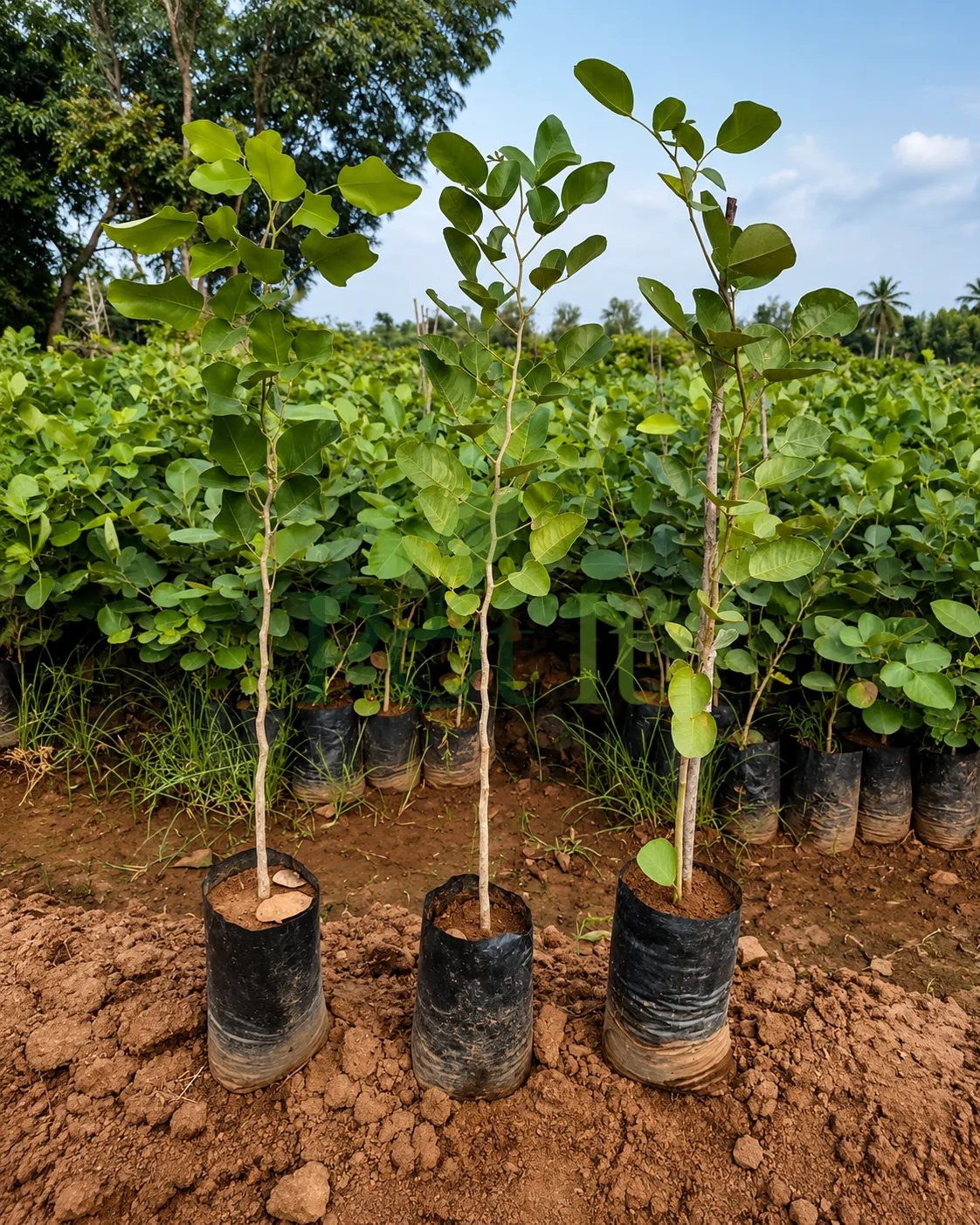 Three healthy Indian Red Sandalwood saplings growing in nursery polybags with lush green foliage in a plantation nursery.