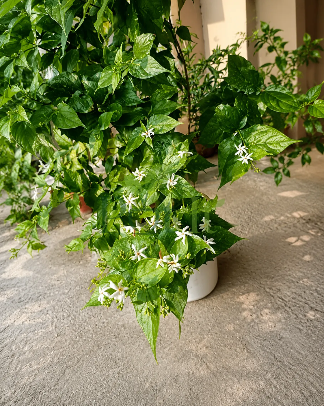 All Time Hybrid Shiuli plant with abundant white fragrant flowers and green foliage growing in a decorative pot.
