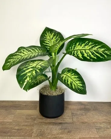 Compact Dieffenbachia Camille plant with green and cream variegated leaves in a black pot
