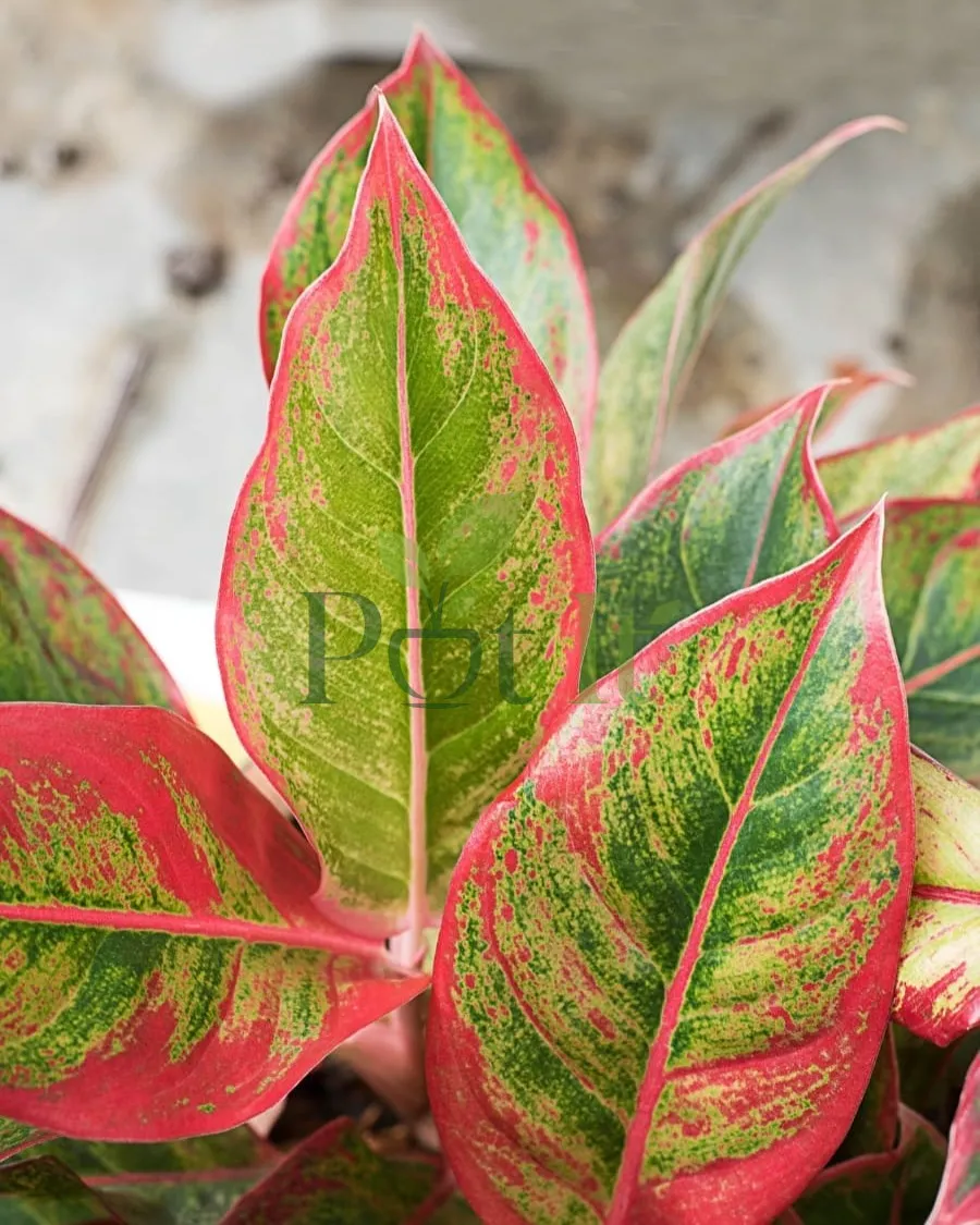 Close-up of Aglaonema Red Valentine leaves with vibrant red margins and green variegation