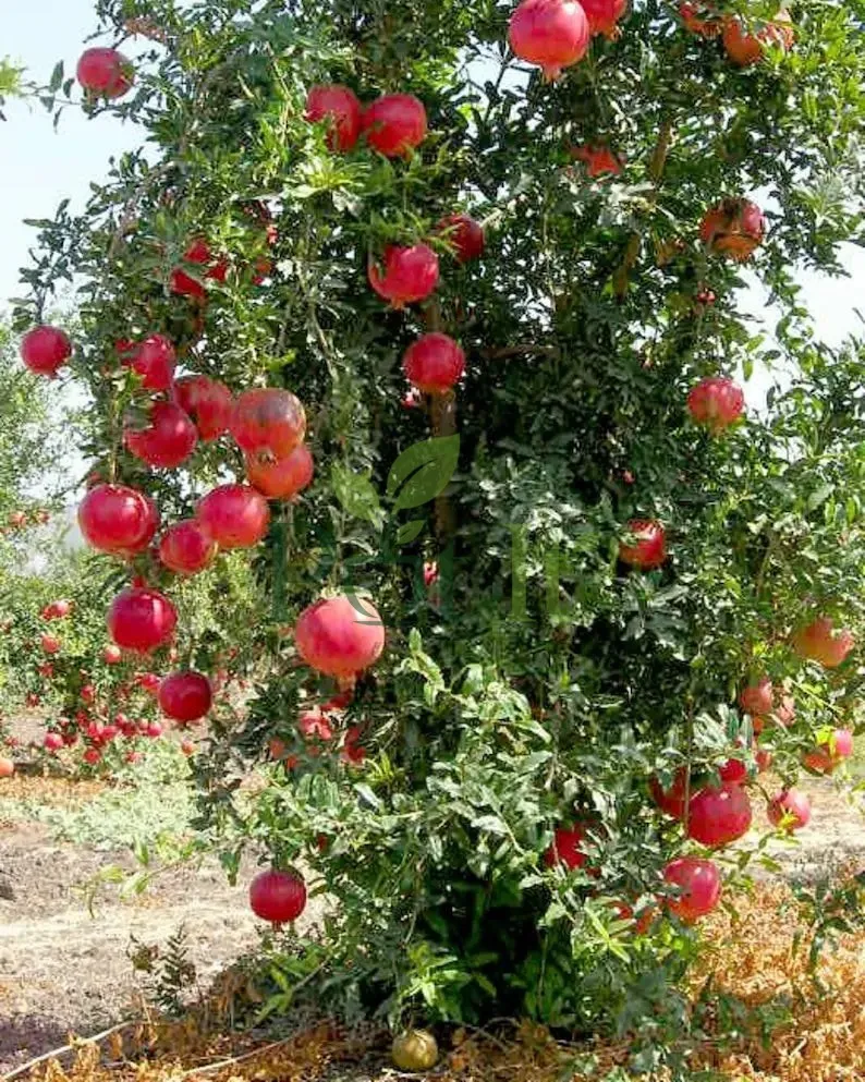 Mature pomegranate tree loaded with numerous ripe red pomegranate fruits in an orchard.