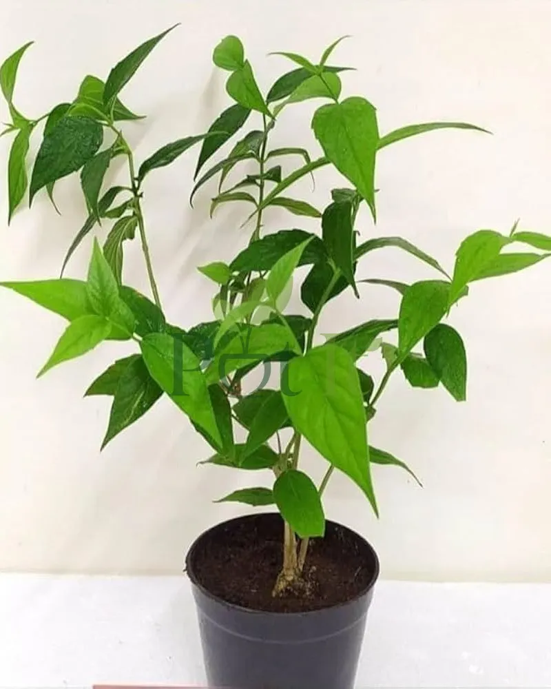 Young Parijat (Harsingar) plant growing in a nursery pot with healthy green foliage and active new growth.