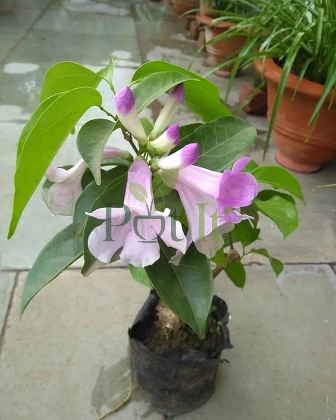Young Garlic Vine (Mansoa alliacea) plant in a nursery bag with purple flower buds and healthy green foliage.