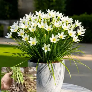 White Rain Lily Bulbs Pack of 10