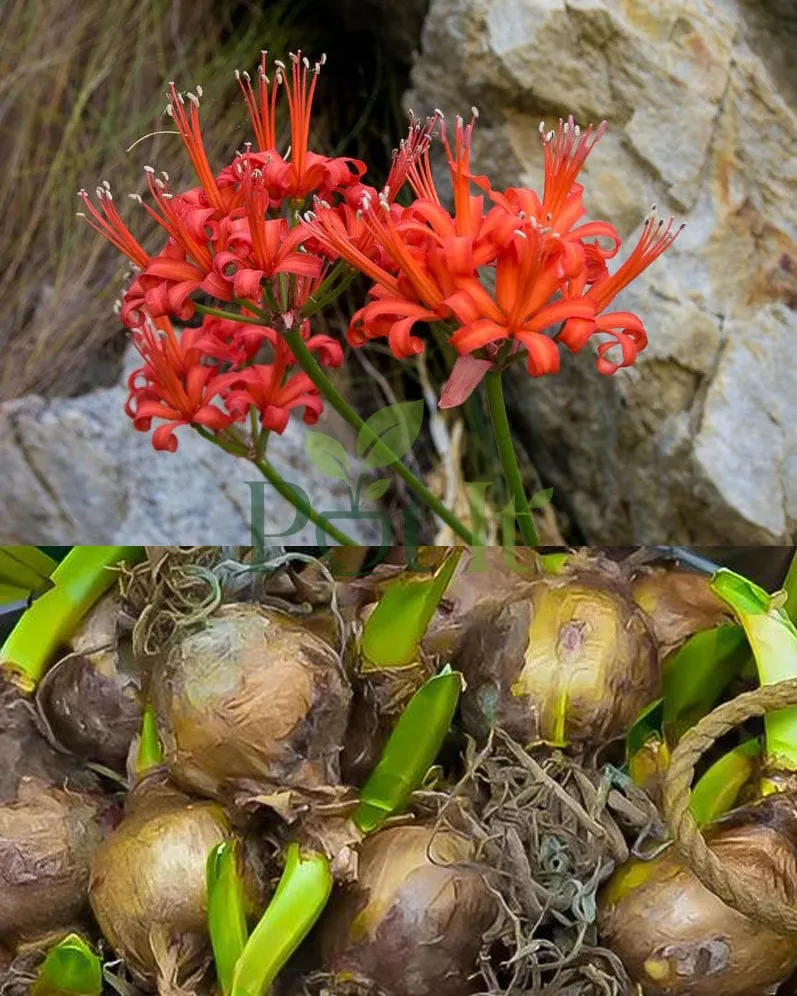 Fresh Nerine Lily bulbs with roots and foliage ready for garden planting